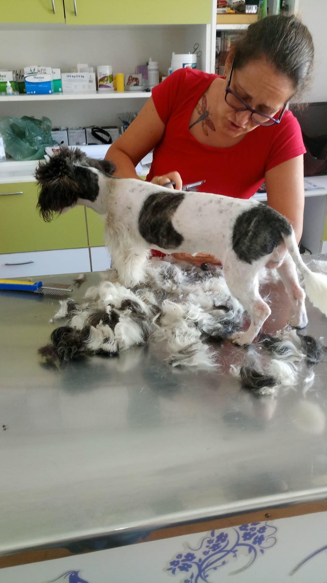 Tierhilfe Craiova Hilfe für rumänische Tiere e.V. Maria